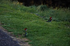 Flagstaff birds